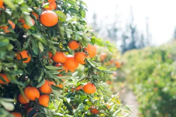 citrus trees