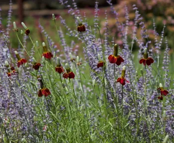 Russian sage and prairie coneflower