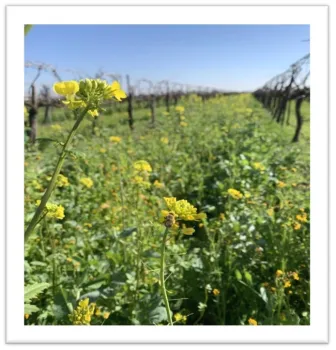 Figure 1: Happy bees and the cover crops. Photo by Samikshya Budhathoki.