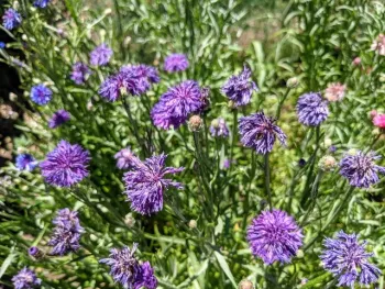 Wilted purple bachelor button flowers in a garden.