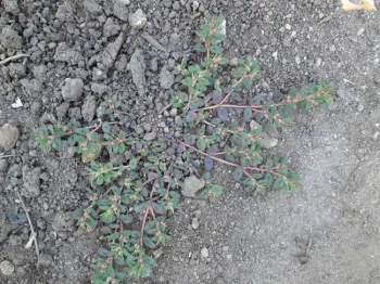 Flowering spotted spurge. A master of disguise