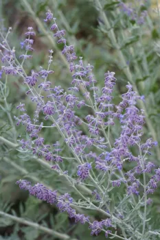 Russian sage flowers