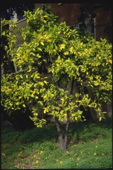 Nitrogen deficiency cases pale, yellowing leaves (chlorosis), UC ANR.