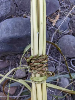 Cordage woven from willow bark strips by Ali ties a willow stick bundle together, Janeva Sorenson