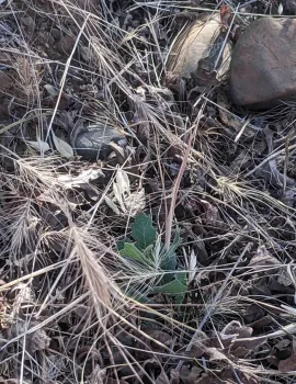 Tiny blue oak sprouts from an acorn planted last fall, Janeva Sorenson