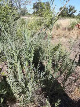 Willow stems grow back straight and true when coppiced to the ground in late winter, Laura Lukes