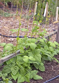 Pole Beans