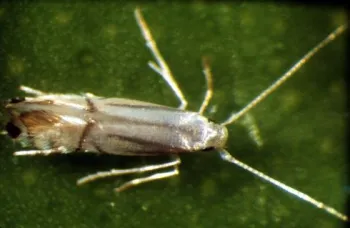 Citrus Leafminer Moth (Phyllocnistis citrella)