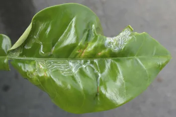 Citrus leafminer damage on leaf including curling of leaves