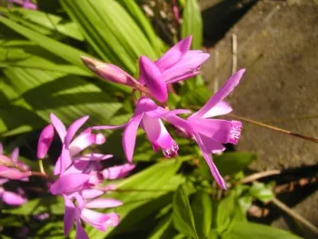 Chinese Ground Orchid