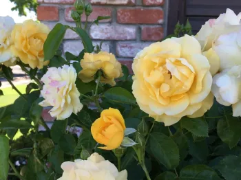 Julia Childs rose, a 2006 AARS winner