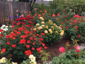 Julia Childs rose, a 2006 AARS winner