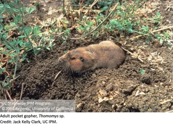 Adult pocket gopher