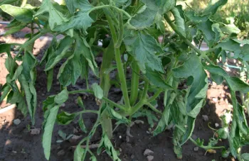 Green tomato leaves curling inward on the plant.