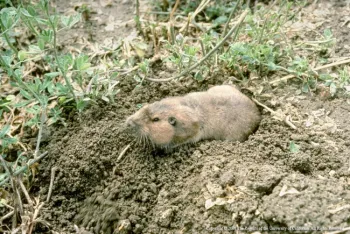 Adult pocket gopher, Jack Kelly Clark, UC IPM