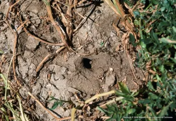 Vole burrow entrance, Jack Kelly Clark, UC IPM
