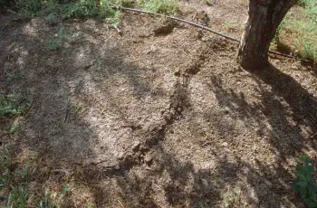 Raised soil ridge above mole feeding tunnel, Jack Kelly Clark, UC IPM