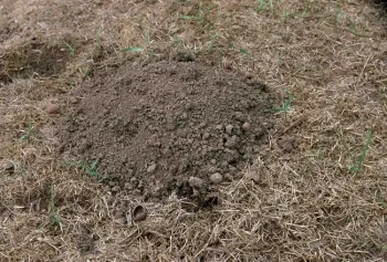 Mole mound margins tend to be circular, Larry L. Strand, UC IPM