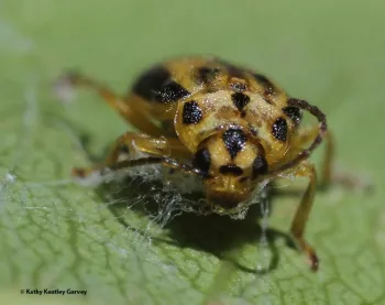 An adult elm leaf beetle peers at the camera. (Photo by Kathy Keatley Garvey)