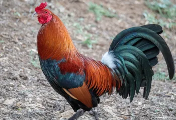 pexels-james-wheeler-4554155