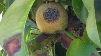 Sun damage on an Asian pear