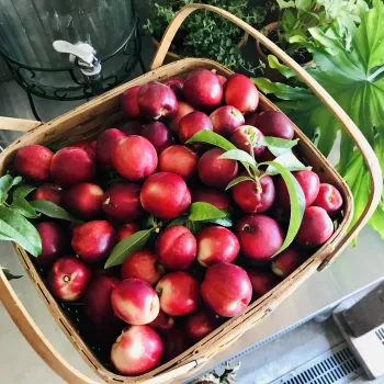 Basket of nectarines