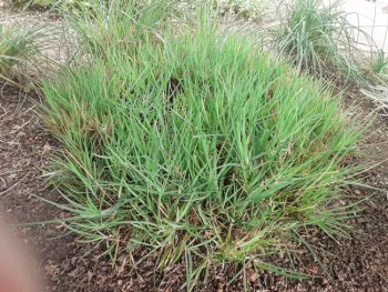 The yellow variety has fleshier leaves and has a clumping growth habit