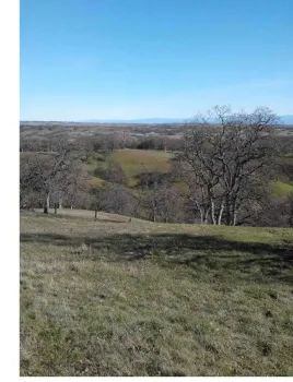 Blue oaks dot the foothills of the coast range, Laura Lukes