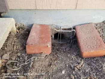 A Conibear traps for squirrels placed adjacent to a burrow opening at the base of a structure.