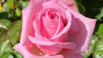 Belinda's Dream Rose