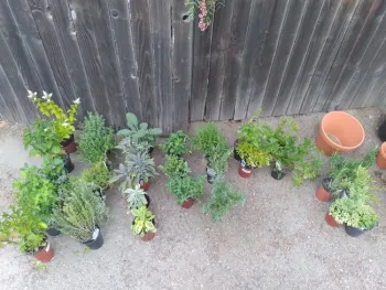 aug blog lots of herbs in a row