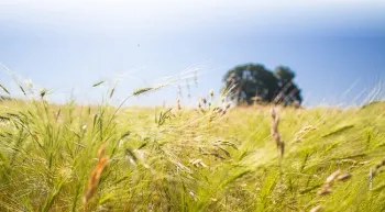 Barb goatgrass and medusahead are challanging invasive grasses to manage. However, new research suggests that an integrated pest management (IPM) approach using low rate herbicide application early in the plants' growth and grazing can be very effective for control.