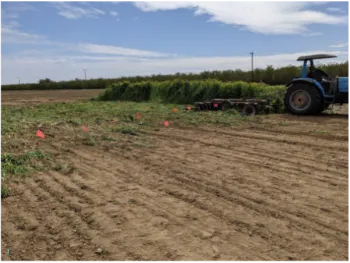 5 different cover crop mixes were terminated in Shafter on March 18, 2021 using a disc harrow.