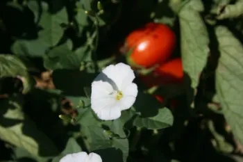 Figure 1. Field bindweed (Convolvulsus arvensis)
