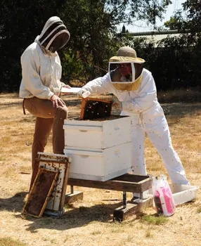 Cheryl Veretto returns a frame to a hive while examiner Charley Nye watches. (Photo by Kathy Keatley Garvey)