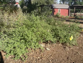 Snowberry thicket provides wildlife habitat, Cindy Weiner