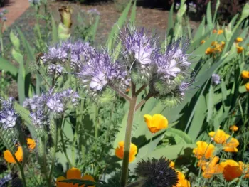 Phacelia and poppies, Cindy Weiner