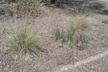 Leaves left alone to turn into mulch, Cindy Weiner