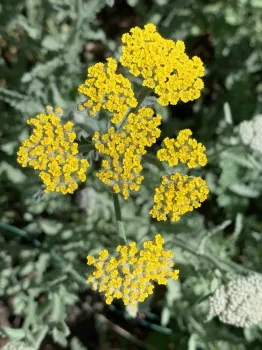 Yellow yarrow, Laura Kling