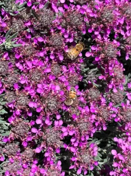 Germander, Laura Kling