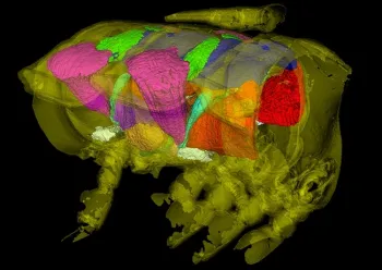 Megan Ma used 3D imaging techniques to map this millipede anatomy. For this particular image, she took a 3D x-ray scan of the male flat-backed millipede (Pseudopolydesmus serratus) and reconstructed it into a 3D figure. “Visualizing millipede anatomy using this method allows me to view the internal anatomy of the specimen without dissection,” she said. (Megan Ma image)