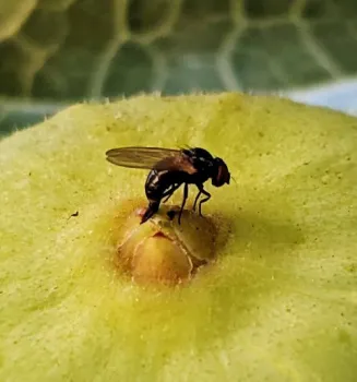 Invasive Fig Pest Recently Discovered in South California (Click Here)