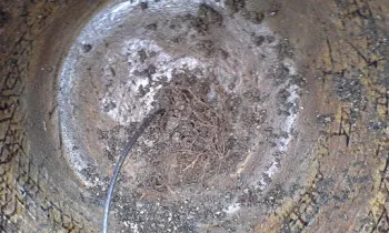 4-roots coming into the pot