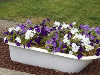 cast iron bathtub with petunias