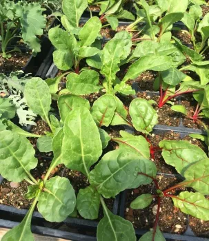 Plants for sale at Petaluma Bounty fundraiser