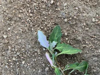 Photo 1. Oakleaf goosefoot: above and lower leaf surfaces shown