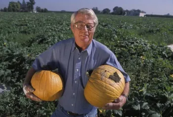 Charlie Summers recommended that pumpkins be grown over reflective mulch. (UC ANR Photo)