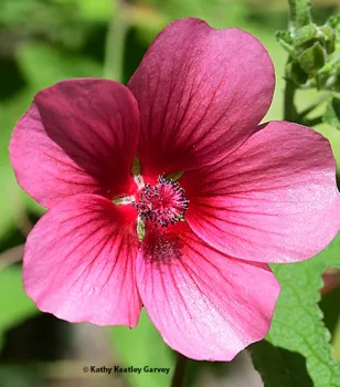 A cape mallow, (Anisodontea sp. 