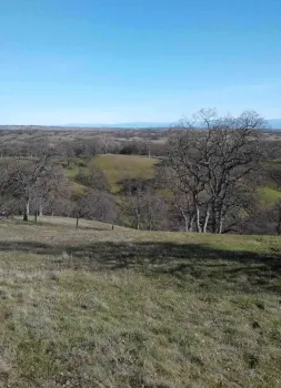Blue oaks dot the foothills of the coast range, Laura Lukes