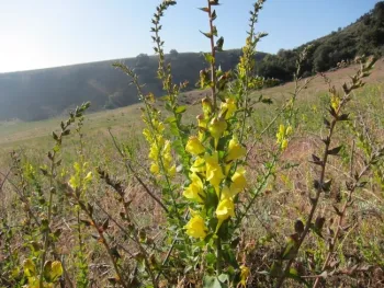Figure 1. Dalmatian toadflax, Linaria dalmatica, in flower. Photo by Baldo Villegas, CA Dept. of Food and Agriculture